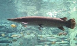 鳄雀鳝最新爆料新闻报道