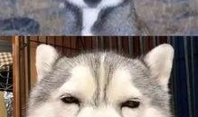 网红二哈最新爆料,揭秘娱乐圈背后的惊人真相！