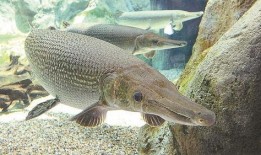 鳄雀鳝最新爆料新闻报道