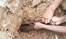 蛇姐最新爆料视频,揭秘娱乐圈惊人内幕！