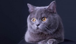 微密猫最新爆料事件,最新爆料事件背后的真相与内幕