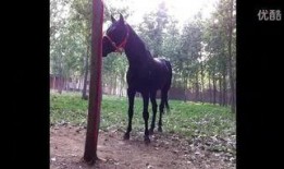 马黑爆料最新视频播放,揭秘事件背后惊人真相