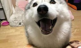 网红二哈最新爆料,揭秘娱乐圈背后的惊人真相！