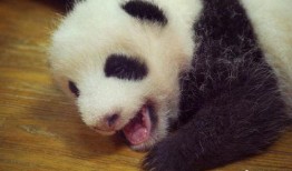 嘟嘟熊猫最新爆料,娱乐圈最新爆料大起底！