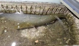 鳄雀鳝最新爆料新闻报道